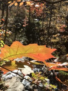 Autumn leaf, Photo by Katie